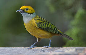 Silver-throated Tanager