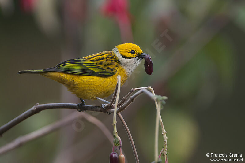 Silver-throated Tanager