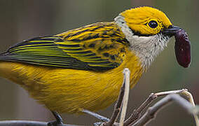 Silver-throated Tanager