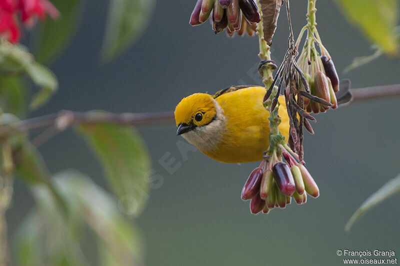 Silver-throated Tanager