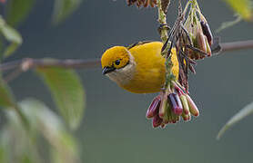 Silver-throated Tanager