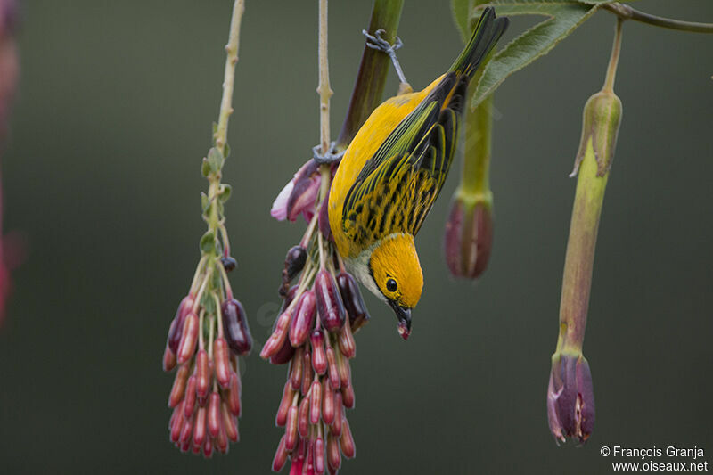 Silver-throated Tanager