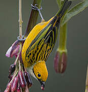 Silver-throated Tanager