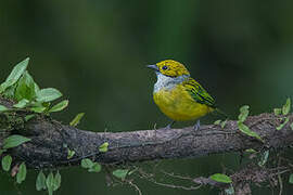 Silver-throated Tanager