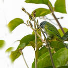 Calliste syacou