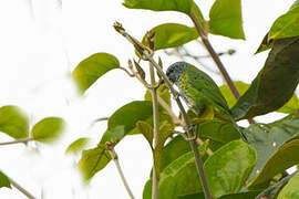 Spotted Tanager