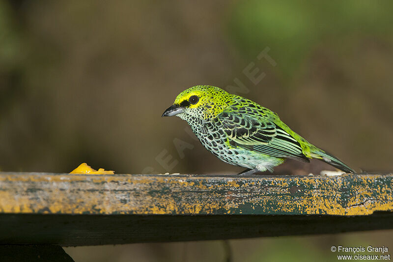 Speckled Tanager