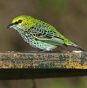 Speckled Tanager