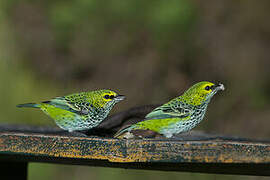 Speckled Tanager