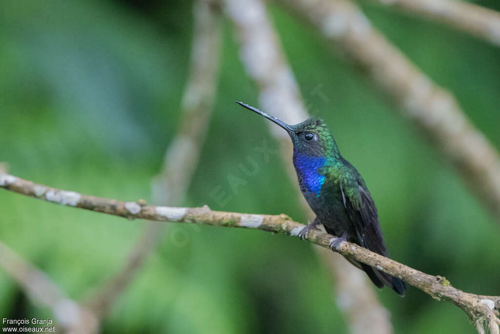 Campyloptère du Napo mâle adulte, identification