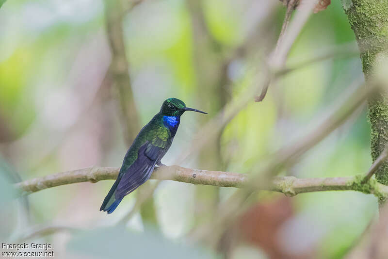 Napo Sabrewing male adult, identification