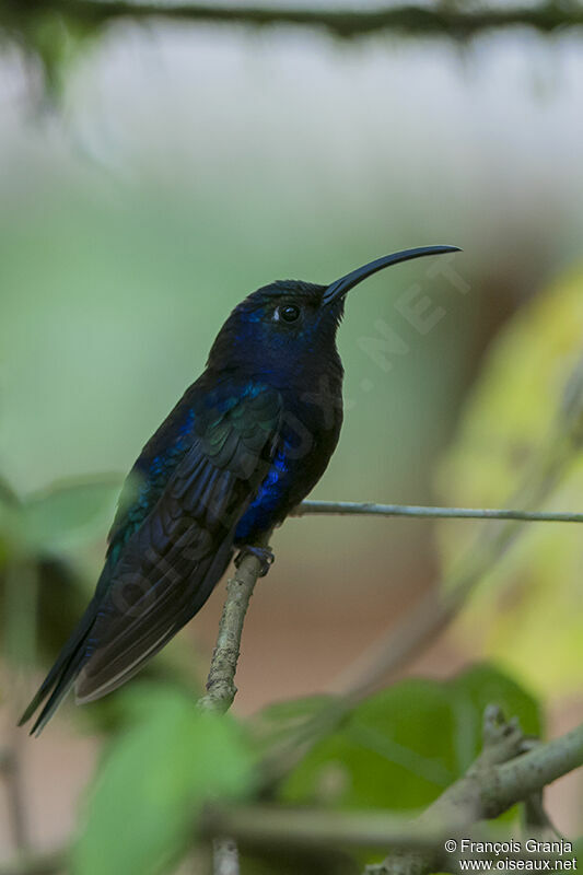 Campyloptère violetadulte