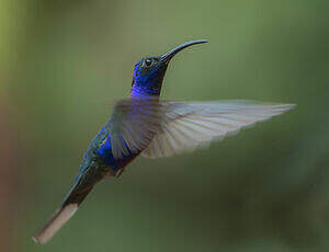 Campyloptère violet