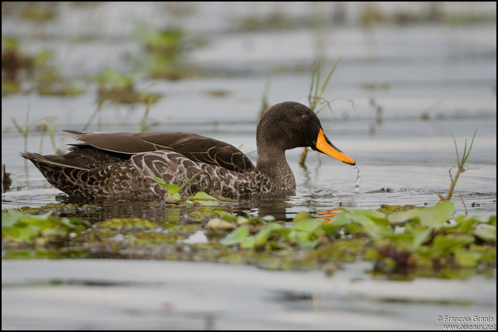 Canard à bec jaune