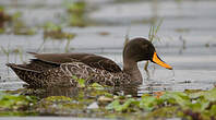 Canard à bec jaune