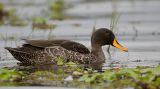 Yellow-billed Duck