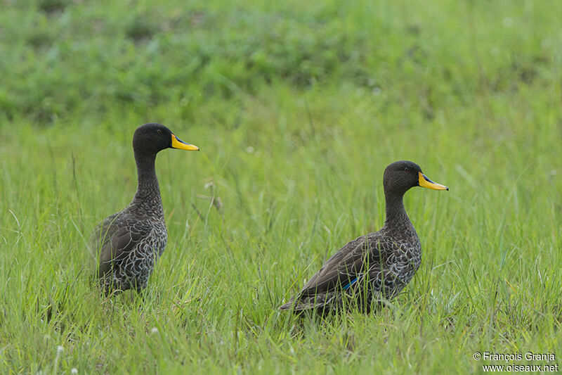 Canard à bec jauneadulte