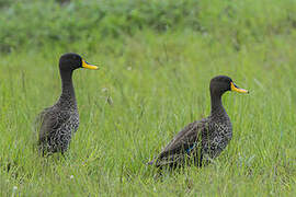 Canard à bec jaune