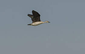 Knob-billed Duck