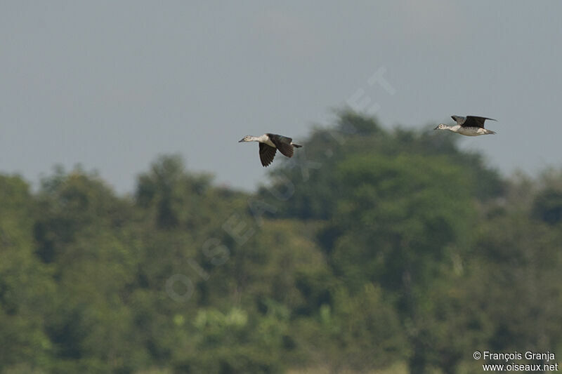 Knob-billed Duckadult