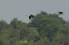 Knob-billed Duck