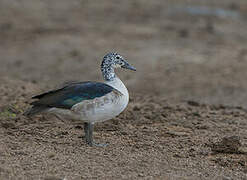 Knob-billed Duck