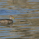 Canard à queue pointue