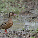 Canard amazonette
