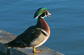 Canard carolin