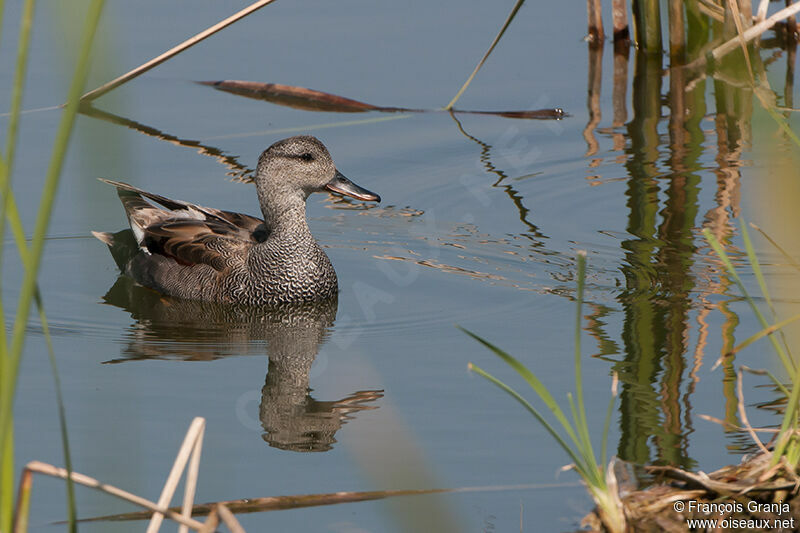 Canard chipeau