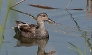 Canard chipeau