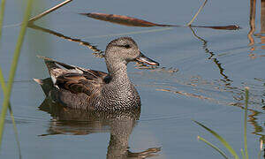 Canard chipeau