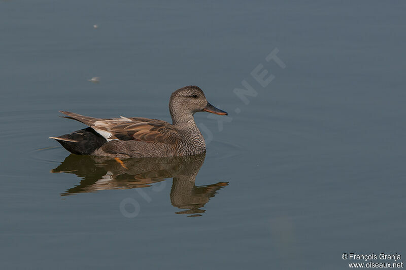 Gadwall