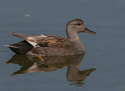 Canard chipeau