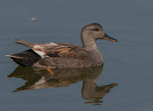 Canard chipeau