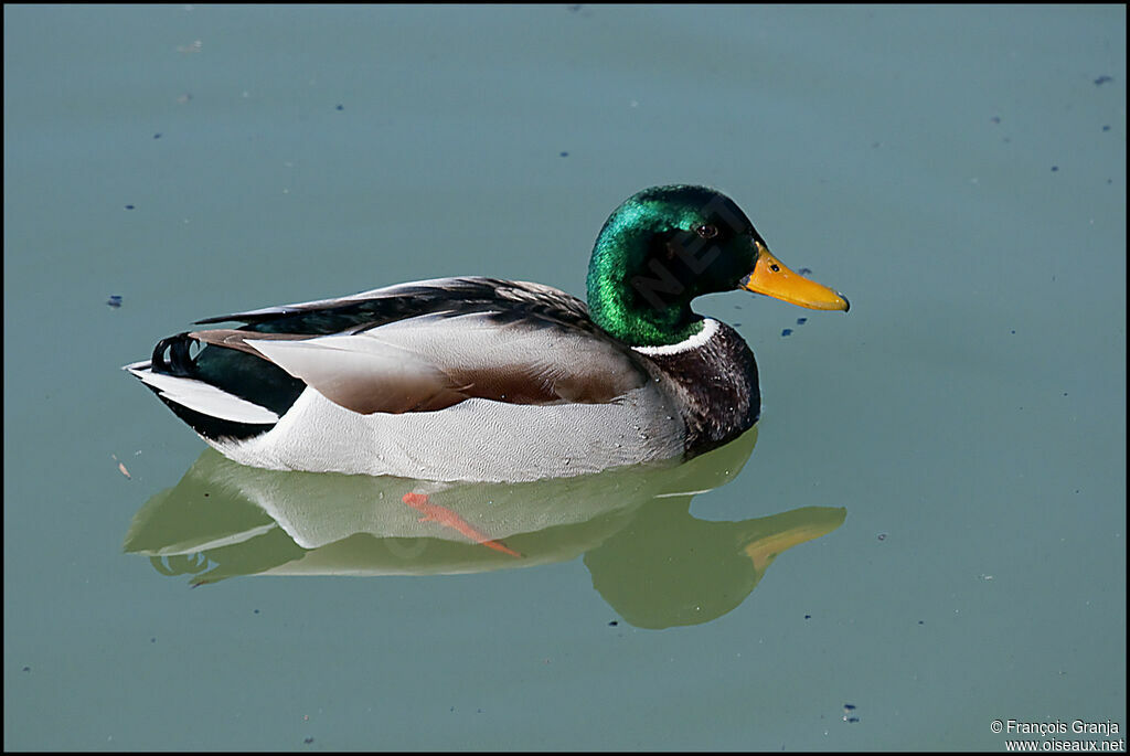 Canard colvert mâle adulte