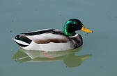 Canard colvert