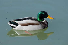 Mallard