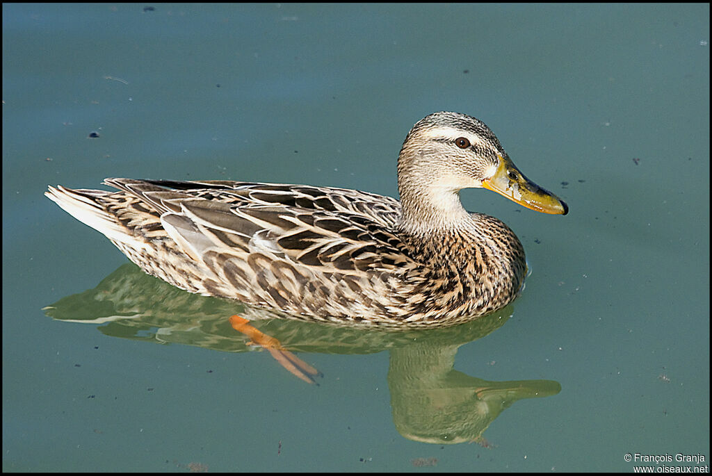 Canard colvert femelle adulte