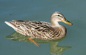 Canard colvert