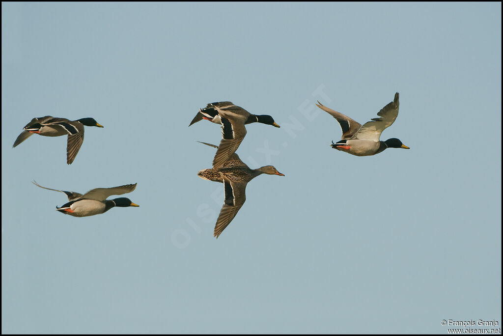 Canard colvert, Vol