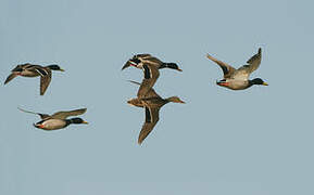 Canard colvert