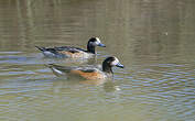 Canard de Chiloé