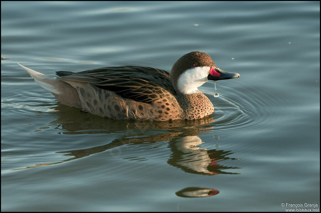 White-cheeked Pintailadult