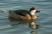 Canard des Bahamas