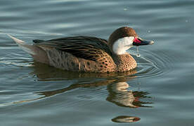 White-cheeked Pintail