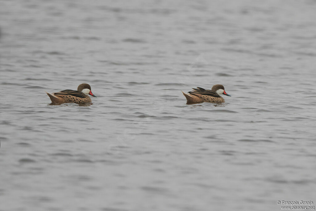 White-cheeked Pintail