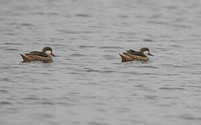 White-cheeked Pintail