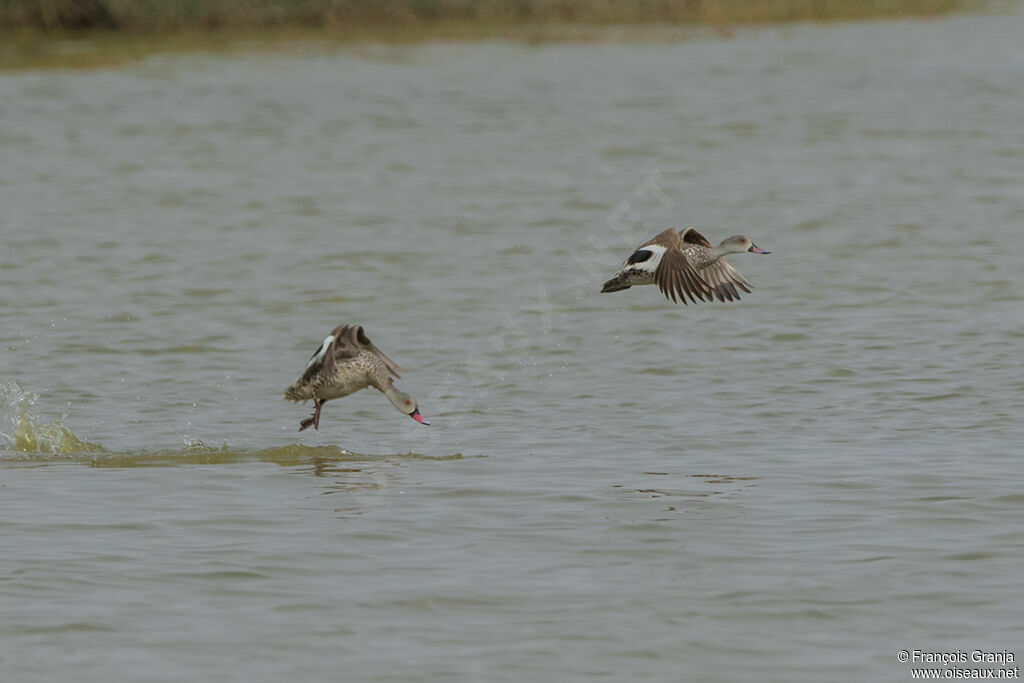 Cape Teal