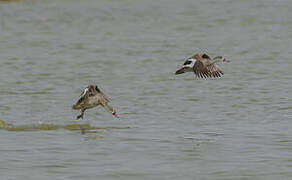 Cape Teal